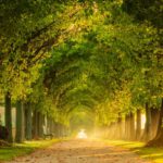 Sonnenbeleuchtete Allee